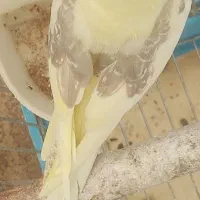 فروش عروس هلندی دوکت زعفرونی  بالغ و آماده