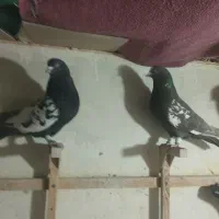 کبوتر|پرنده|مرودشت, ژیان|دیوار