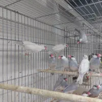 فنج گلدین|پرنده|شیراز, شهرک پرواز|دیوار