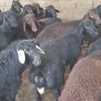 ۱۶عدد بره نر چاق