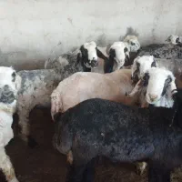 بره پرواری|حیوانات مزرعه|مرودشت, فیروزی|دیوار