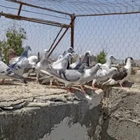کبوتر|پرنده|زاهدان, |دیوار