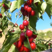 فروش باغ|خدمات باغبانی و درختکاری|سنندج, |دیوار
