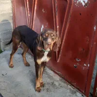 پوینتر ماده ۷ماهه آماده آموزش..