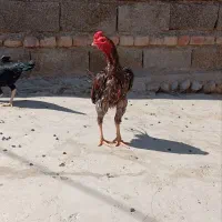 خروس نژاد میکس|پرنده|دامن, |دیوار