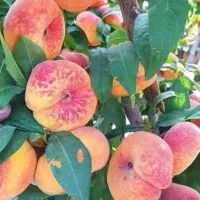 آغاز پیشفروش نهال هلو انجیری پلنگی