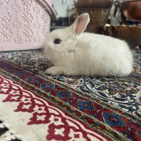 خرگوش مینی لوپ هلندی