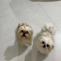 سگ شیتزو هر دو ماده