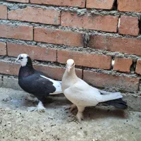 کبوتر زینتی|پرنده|سراوان, |دیوار