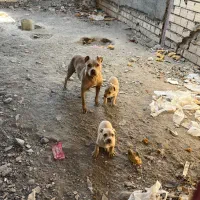 توله پیتبول