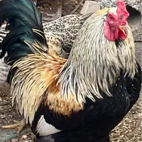 خروس بومی چهل تاج