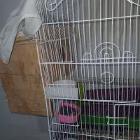 جفت طوطی ملنگو