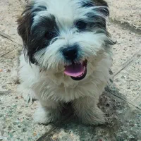 سگ شیتزو تری کالر