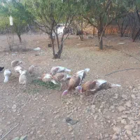 بوقلمون کاملا محلی نر وماده|حیوانات مزرعه|شیراز, قلات|دیوار