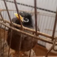 مرغ مینا معاوضه