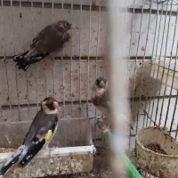 مرغ عشق و سهره|پرنده|اصفهان, قلعه طبره|دیوار