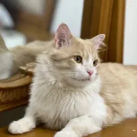 گربه خانگی|گربه|شیراز, ستارخان|دیوار