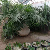 گل برگ انجیری بزرگ