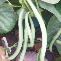 لوبیا سبز قیطونی