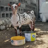 نری صلاله وارداتی|حیوانات مزرعه|بندرعباس, |دیوار