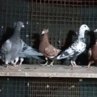 پلاکی و رنگی|پرنده|شیراز, شهرک گلستان شمالی|دیوار