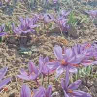 کاروان زیارتی قم جمکران مشهد. شهادت حضرت زهرا س