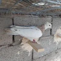 طوق آجری نر|پرنده|رفسنجان, |دیوار
