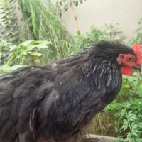 فروش مرغ وخروس زینتی نژاددار