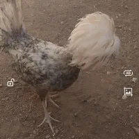 خروس لهستانی