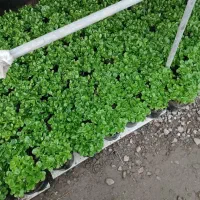 فروش سبزه نارنج