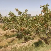 سلام سه هزار متر مربع زمین پسته کاری دخت 16