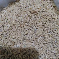 گندم دیم رقم باران