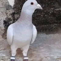 عودی و شامی