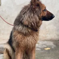 ژرمن ماده شولاین|سگ|گنبد کاووس, |دیوار