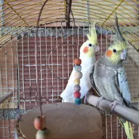 عروس هلندی