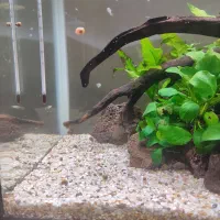 حلزون رامشون