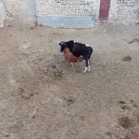 گاو وگوساله  وماده ونر|حیوانات مزرعه|اقلید, |دیوار