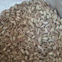 پوست پسته|خدمات باغبانی و درختکاری|اصفهان, سرشبادران|دیوار