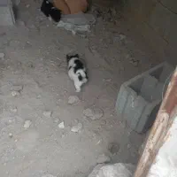واگذاری پاکوتاه فیندو سرابی اصل