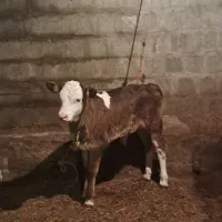 گاو و گوساله نر