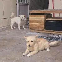 سگ ها هر دو فروشی دوتاش 4 تومن