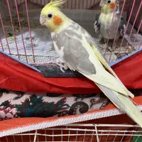 جفت عروس هلندی