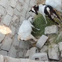 کهره مخصوص قربابی