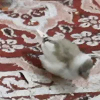 فنچ گمشده