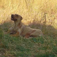 سگ ماده دورگه دوخون