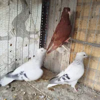 سبز و سرخ دم سفید|پرنده|بیرجند, |دیوار