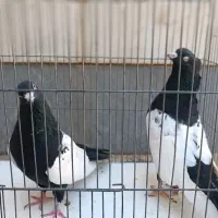 چن جفت پرنده ساده سینه|پرنده|اسفراین, |دیوار