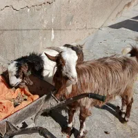 ۲بزآبستن +بزغاله های سالم و چاق+بز نر جوان وچاق|حیوانات مزرعه|دالاهو, |دیوار