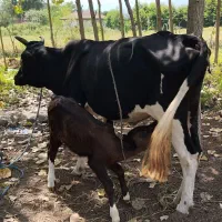گاوباگوساله‌نر