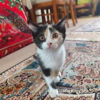 بچه گربه ماده کالیکو به همراه چند قلم وسایل